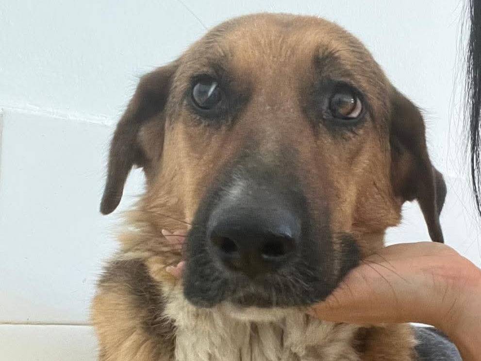 Adozione cane, femmina, Razza sconosciuta Razza sconosciuta, 4 anni e 6 mesi, taglia media, Crotone