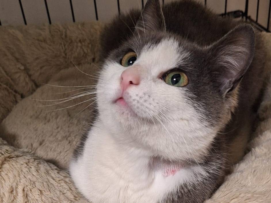 Adozione gatto, maschio, Razza sconosciuta Razza sconosciuta, 8 mesi, taglia non valida, Ferrara