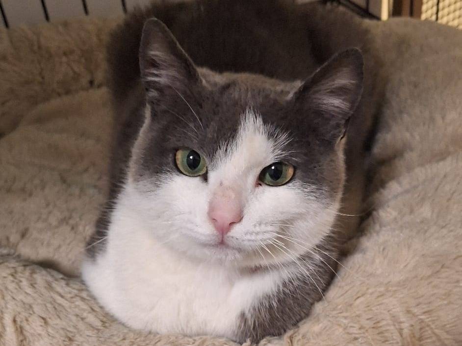 Adotta un gatto, maschio, 8 mesi, Ferrara