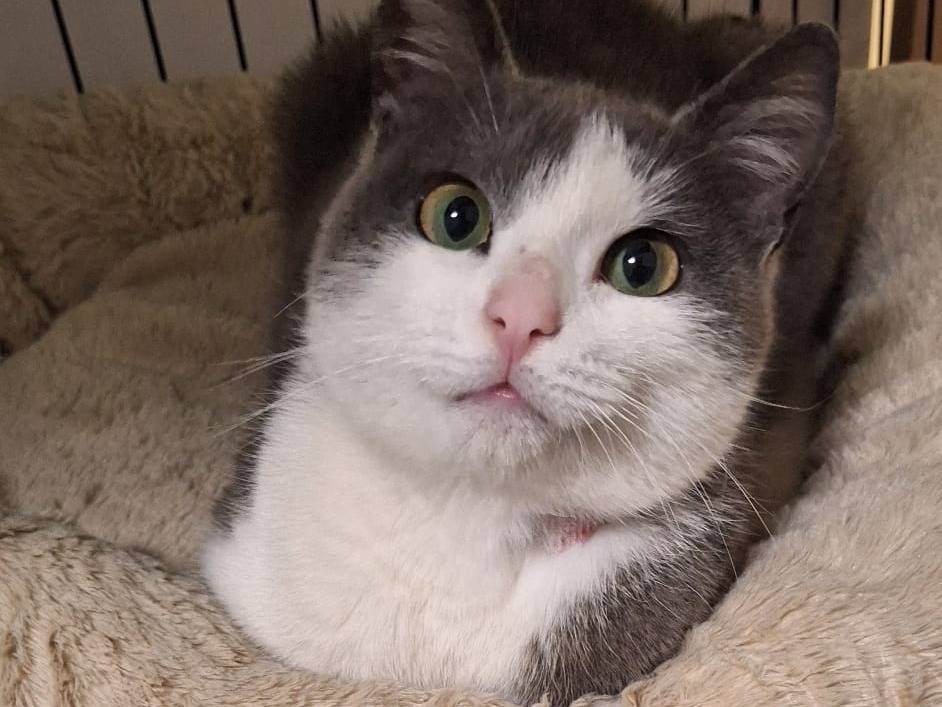 Adotta un gatto, taglia non valida, maschio, Ferrara