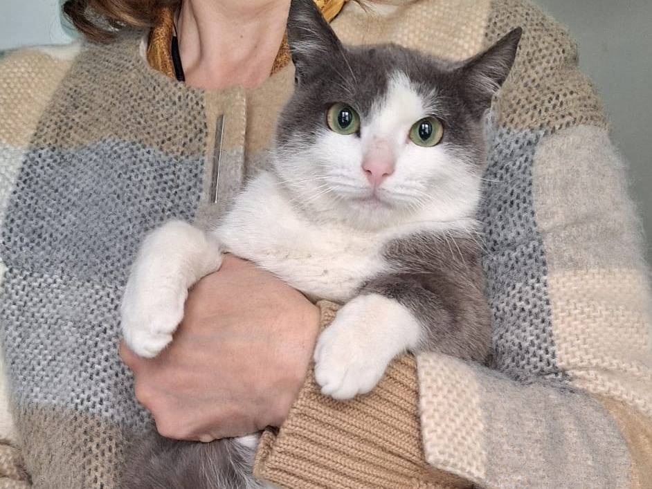 Vuoi adottare un gatto a Ferrara?