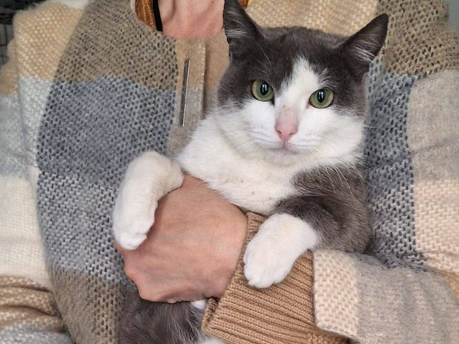 Adotta il gatto Gabriel a Ferrara