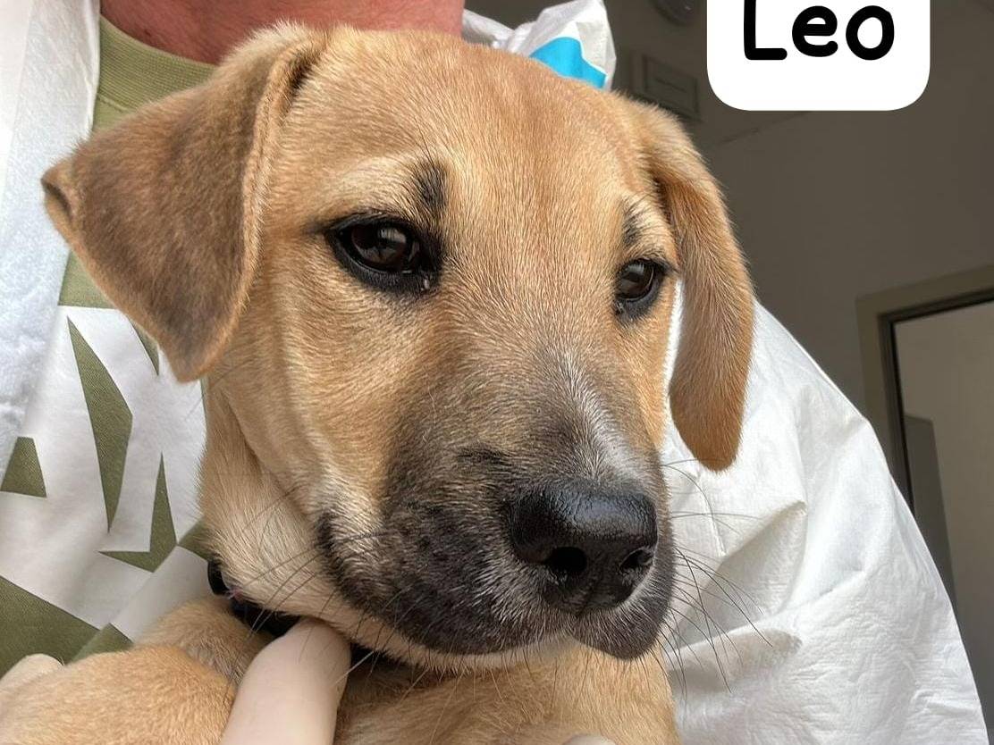 Adozione cane, maschio, Razza sconosciuta Razza sconosciuta, 4 mesi, taglia media, Crotone