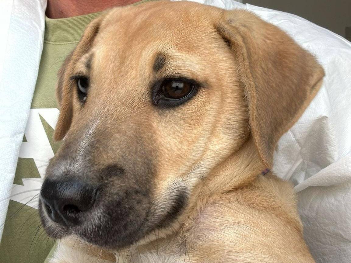 Adotta un cane, maschio, 4 mesi, Crotone