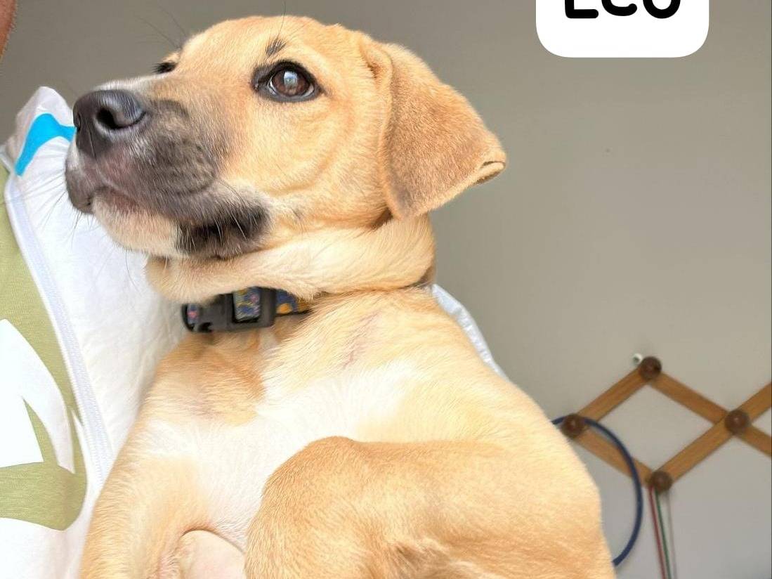 Adotta un cane, taglia media, maschio, Crotone