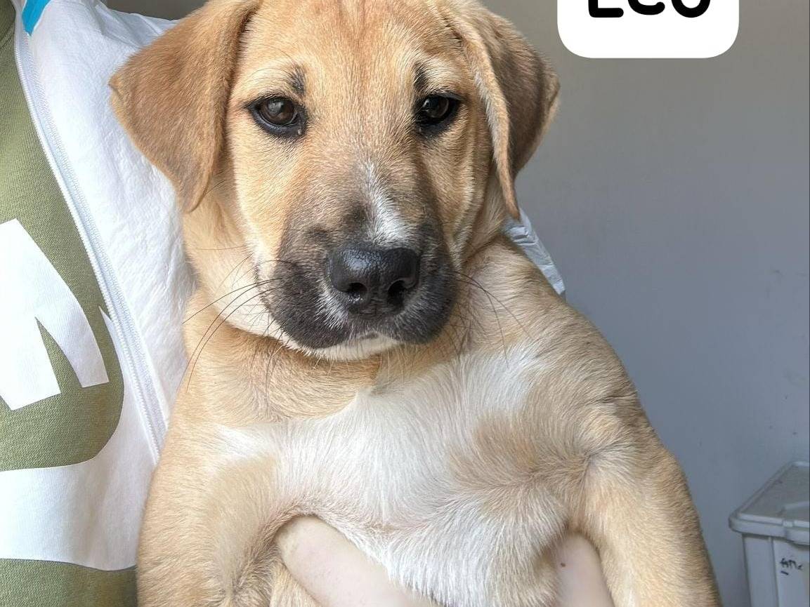 Vuoi adottare un cane a Crotone?