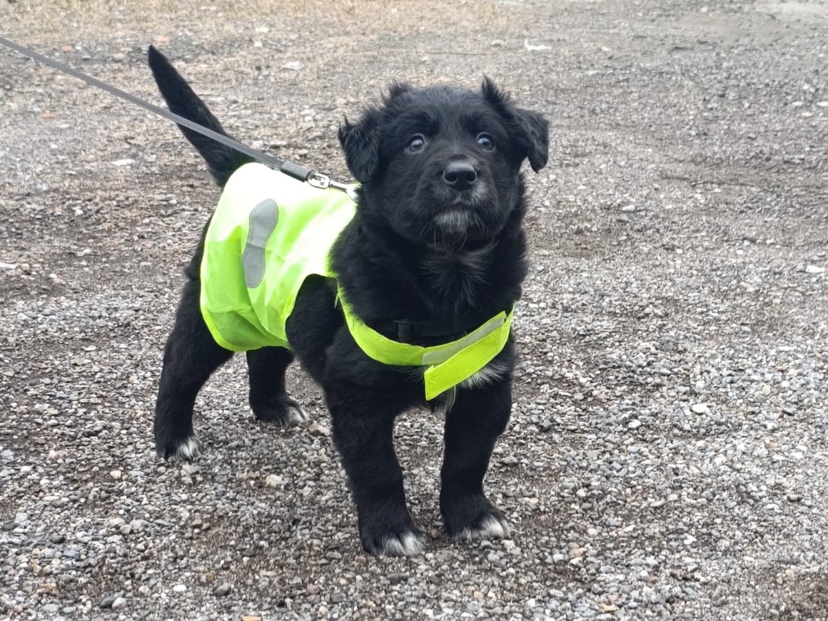 Adotta un cane, taglia grande, maschio, Bolzano