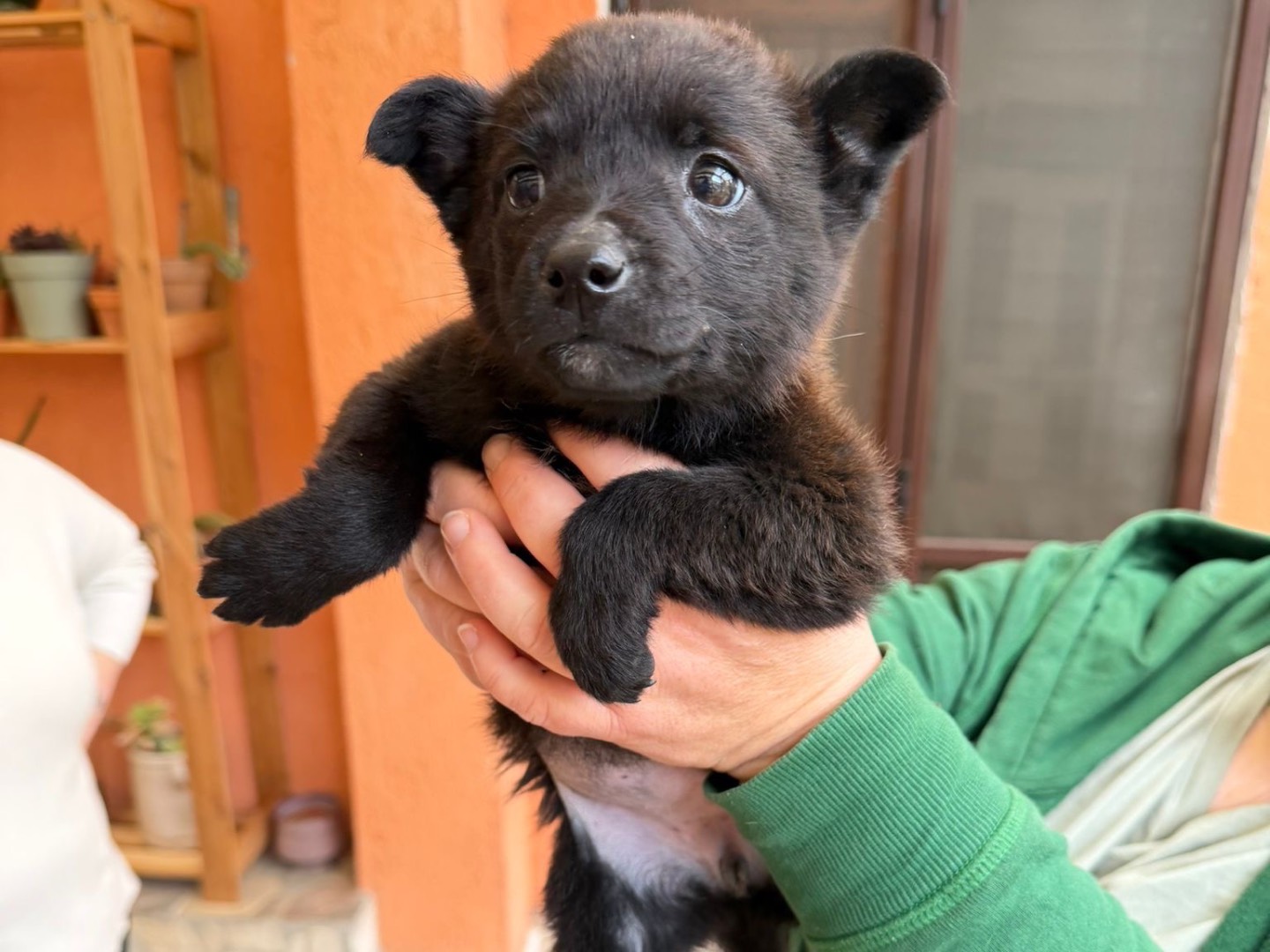 Adozione cane, femmina, Razza sconosciuta Razza sconosciuta, 3 mesi, taglia media contenuta, Salerno