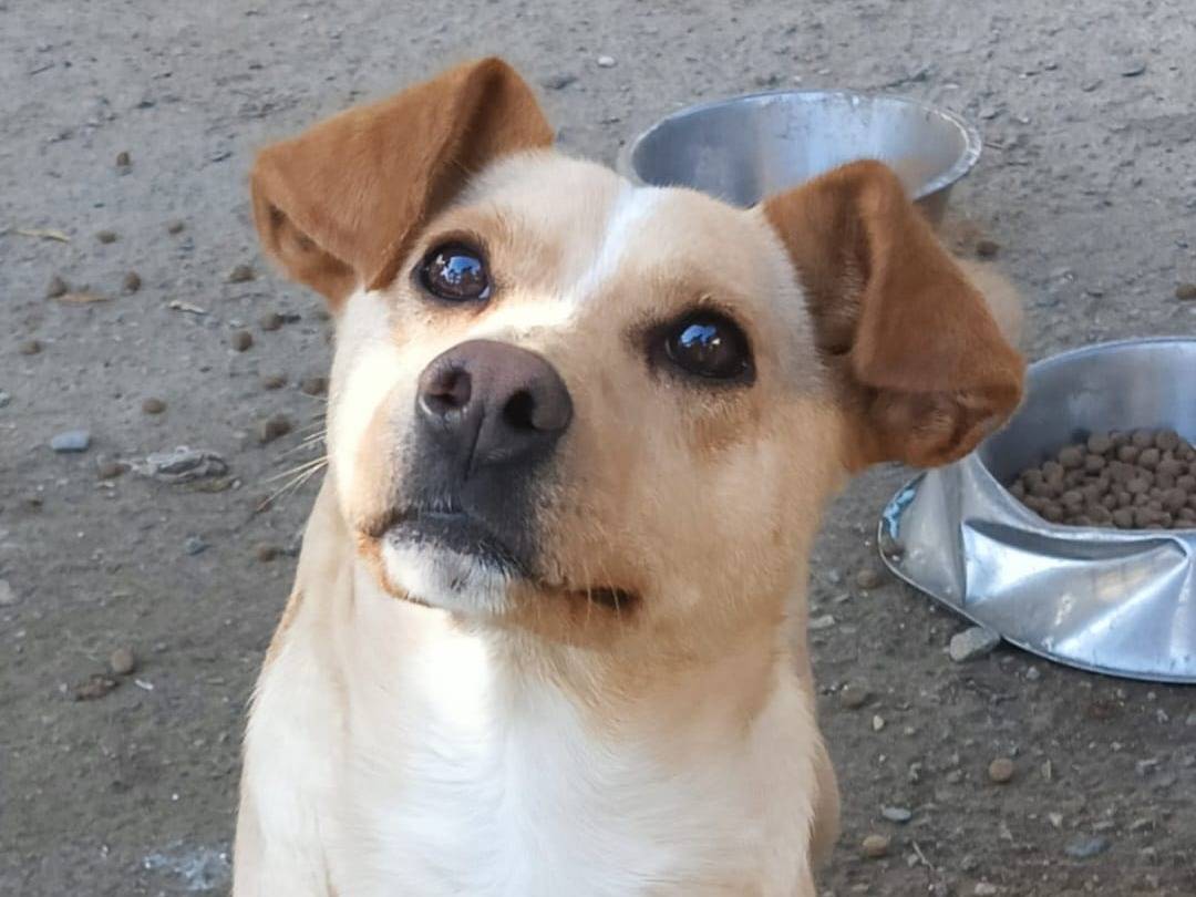 Adozione cane, femmina, Razza sconosciuta Razza sconosciuta, 2 anni e 2 mesi, taglia piccola, Crotone