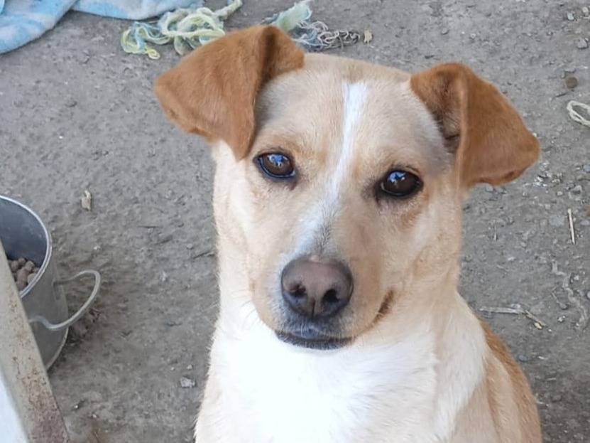 Adotta un cane, femmina, 2 anni e 2 mesi, Crotone