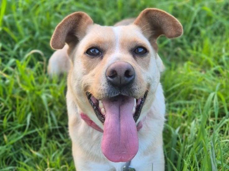 Adotta un cane, taglia piccola, femmina, Crotone