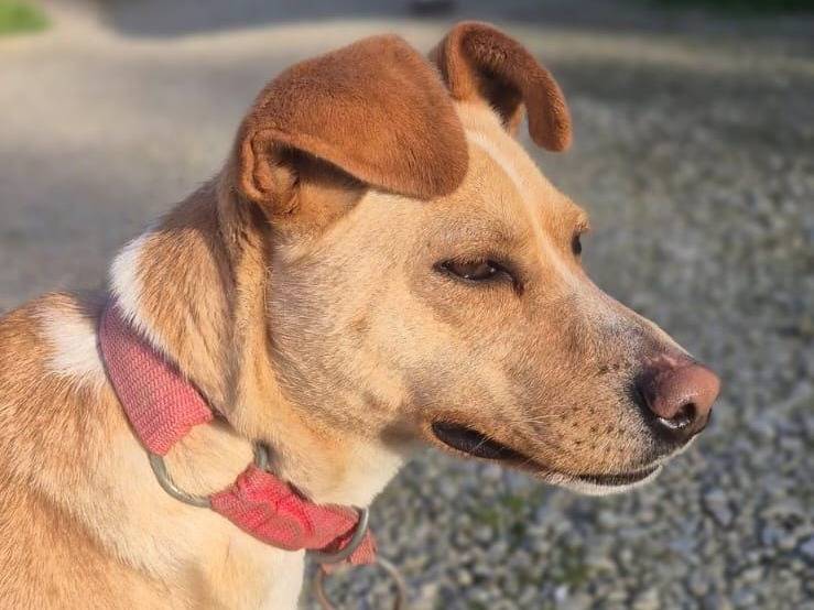 Vuoi adottare un cane a Crotone?