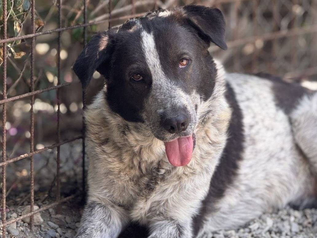 Adozione cane, femmina, Razza sconosciuta Razza sconosciuta, 3 anni e 8 mesi, taglia media, Crotone