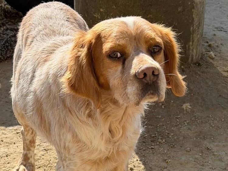 Adozione cane, maschio, Breton Razza sconosciuta, 4 anni e 5 mesi, taglia media, Crotone