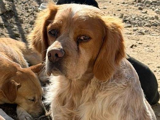 Adotta un cane, maschio, 4 anni e 5 mesi, Crotone