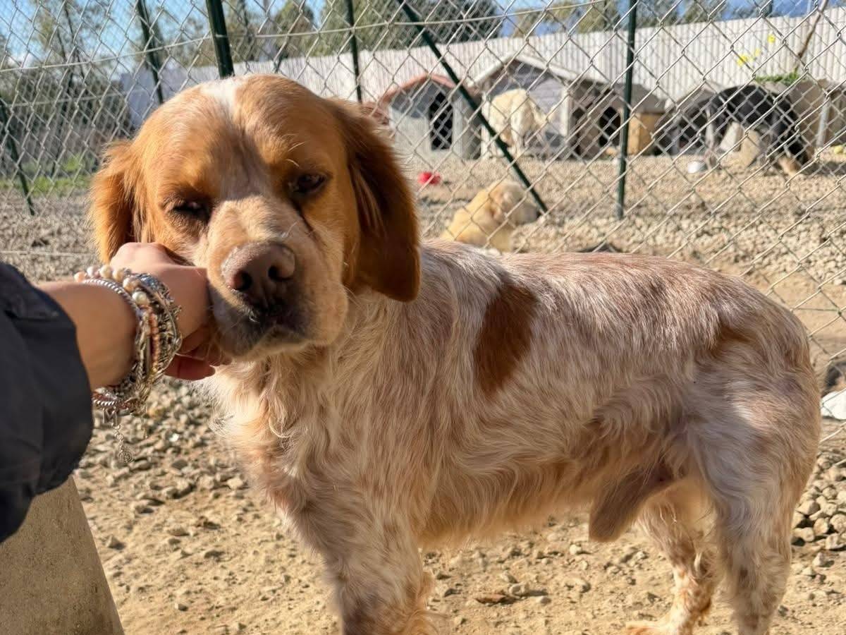 Adotta un cane, taglia media, maschio, Crotone