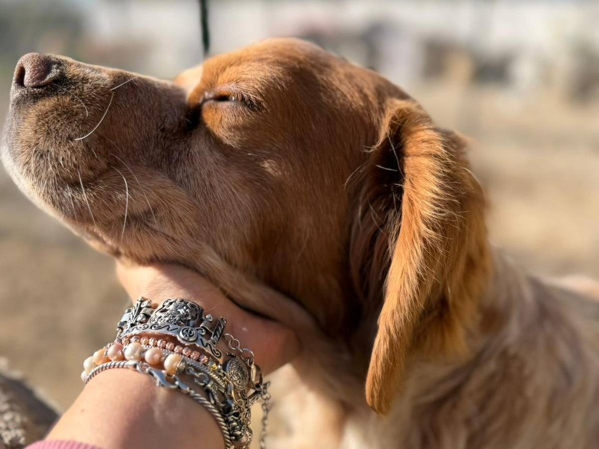 Adotta il cane Argo a Crotone