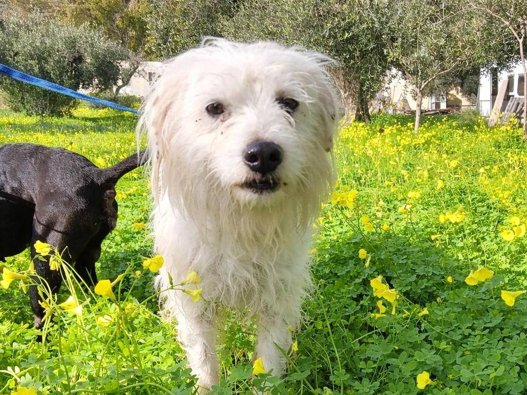 Adozione cane, maschio, Razza sconosciuta Razza sconosciuta, 2 anni e 6 mesi, taglia media, Crotone