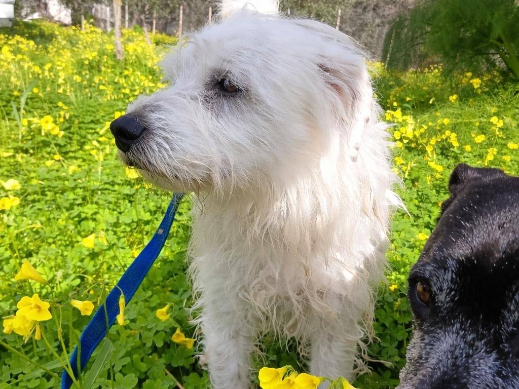 Adotta un cane, maschio, 2 anni e 6 mesi, Crotone