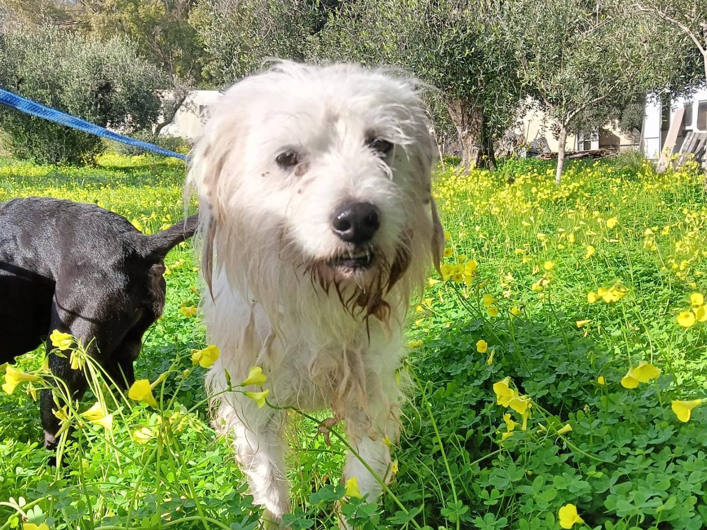 Adotta un cane, taglia media, maschio, Crotone