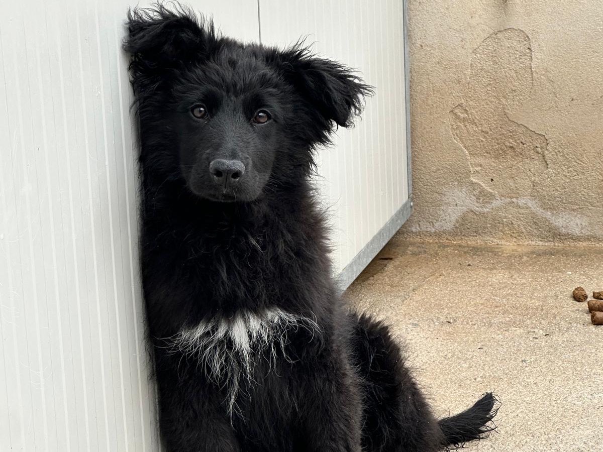 Adozione cane, maschio, Razza sconosciuta Razza sconosciuta, 3 mesi, taglia grande, Salerno