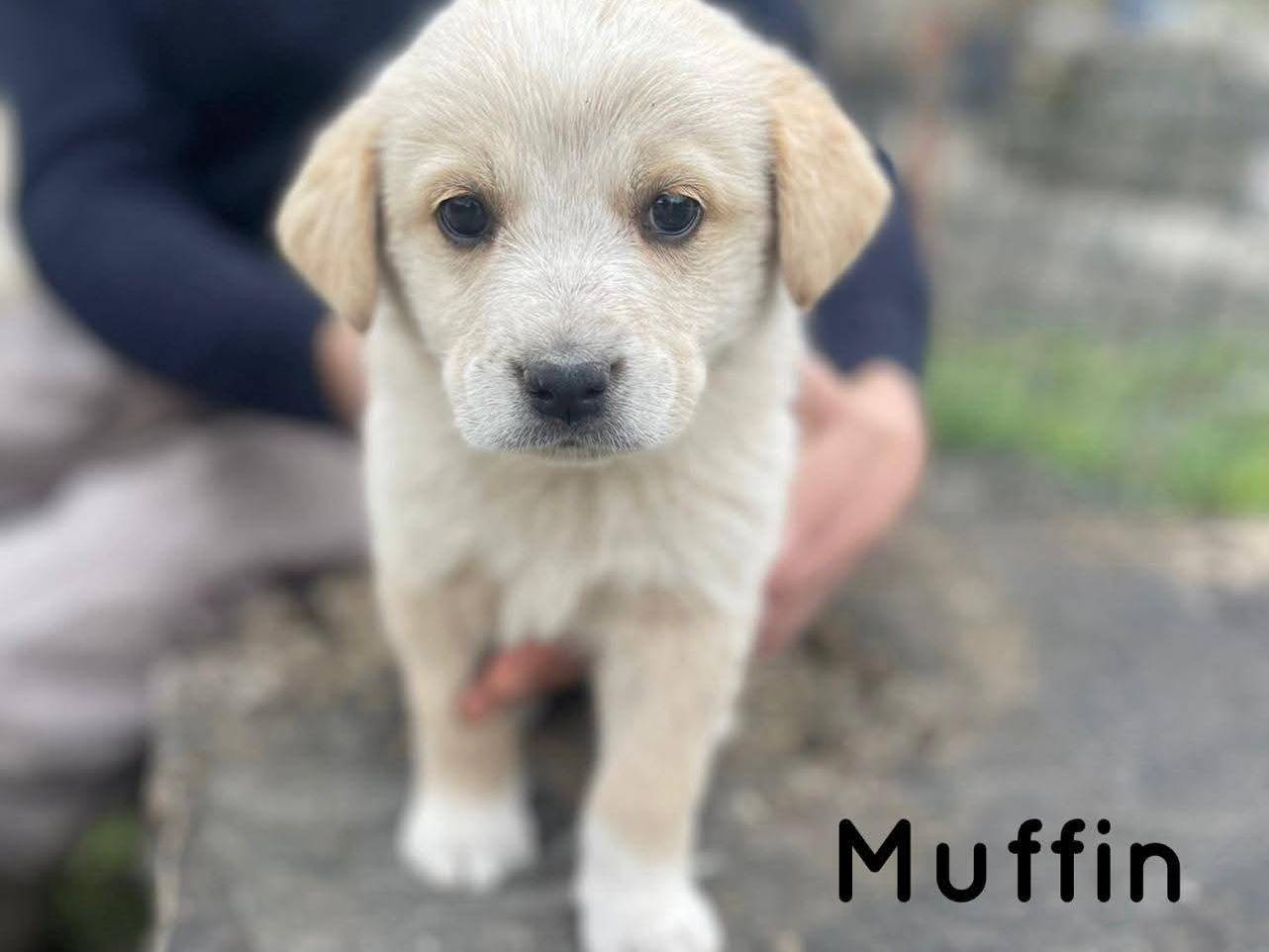 Adozione cane, maschio, Razza sconosciuta Razza sconosciuta, 2 mesi, taglia media, Frosinone