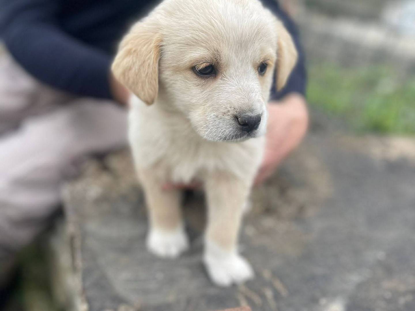 Adotta un cane, maschio, 2 mesi, Frosinone