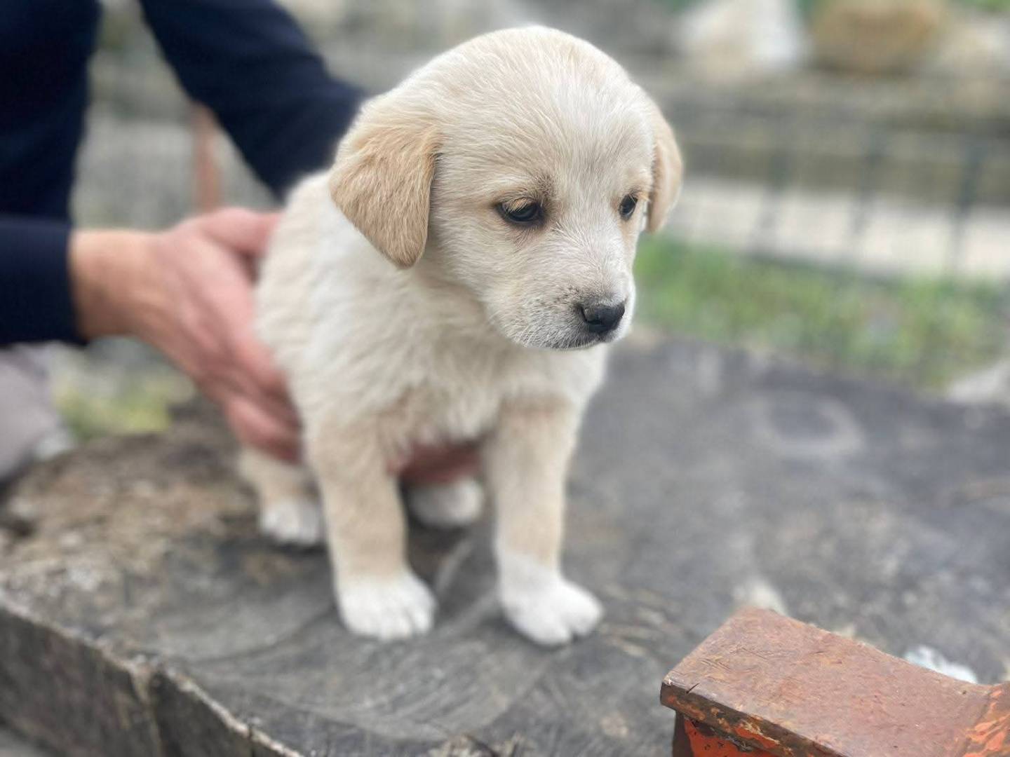 Adotta un cane, taglia media, maschio, Frosinone