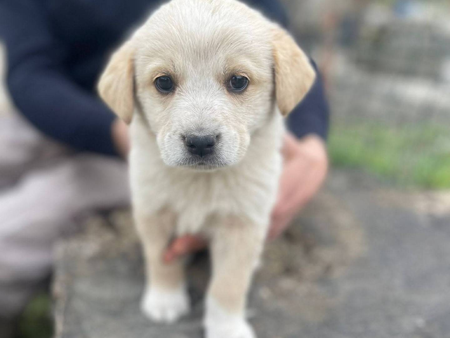 Vuoi adottare un cane a Frosinone?