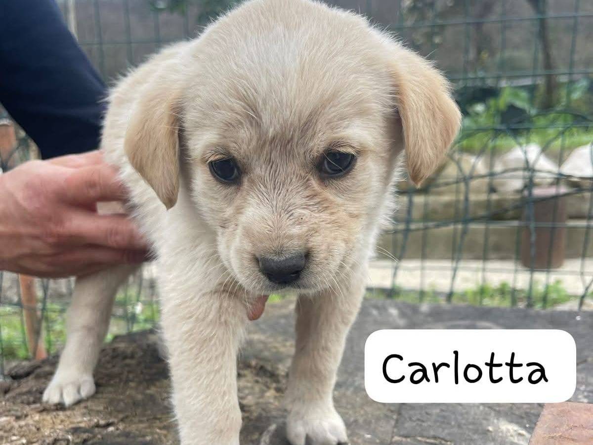 Adozione cane, femmina, Razza sconosciuta Razza sconosciuta, 2 mesi, taglia media, Frosinone