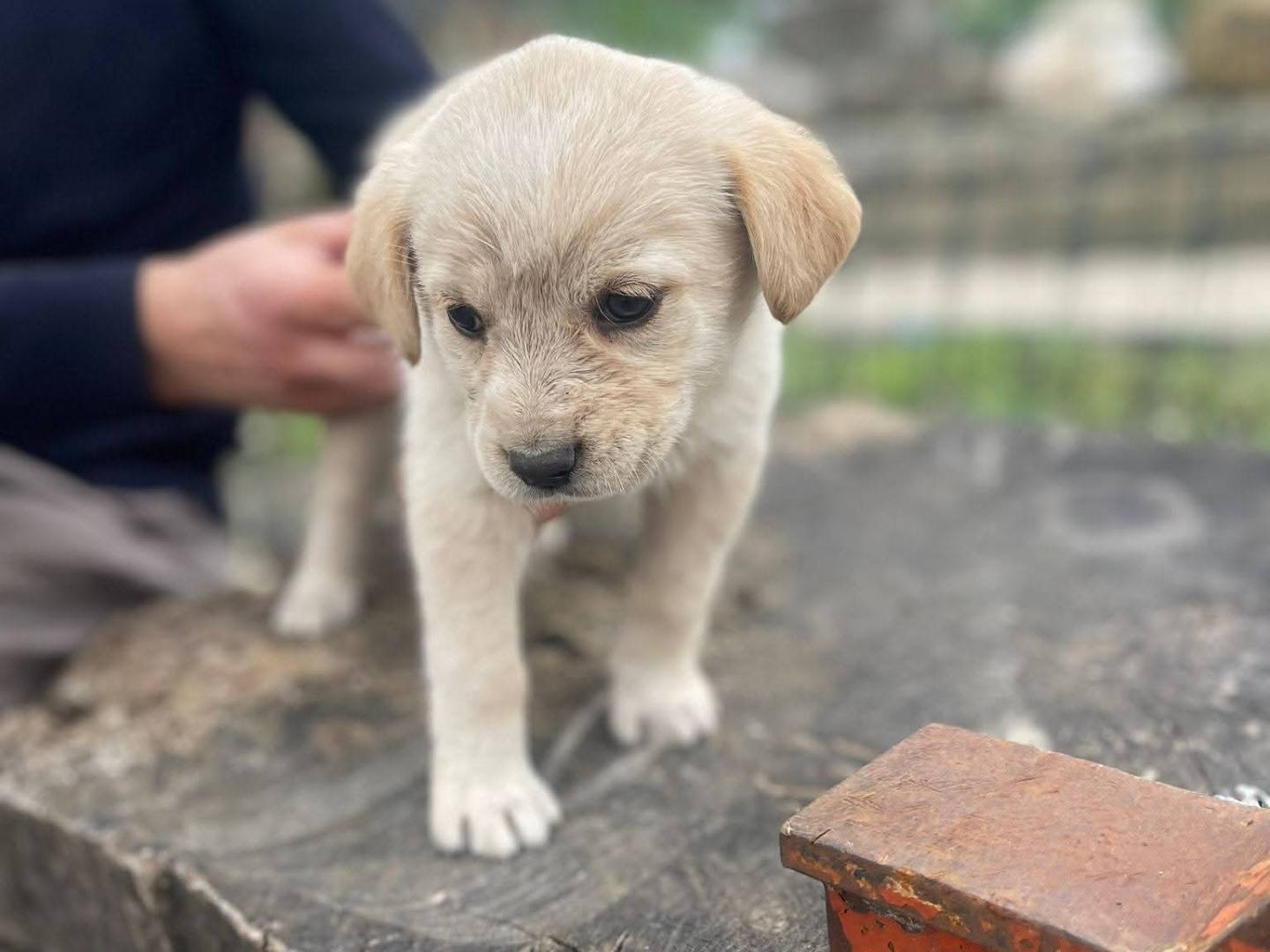 Vuoi adottare un cane a Frosinone?