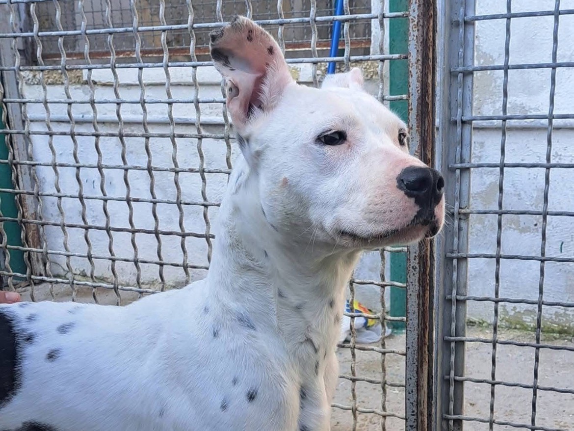 Vuoi adottare un cane a Caserta?