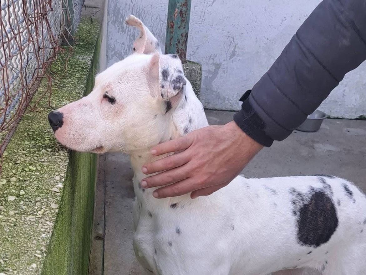 Adotta il cane MELODY a Caserta