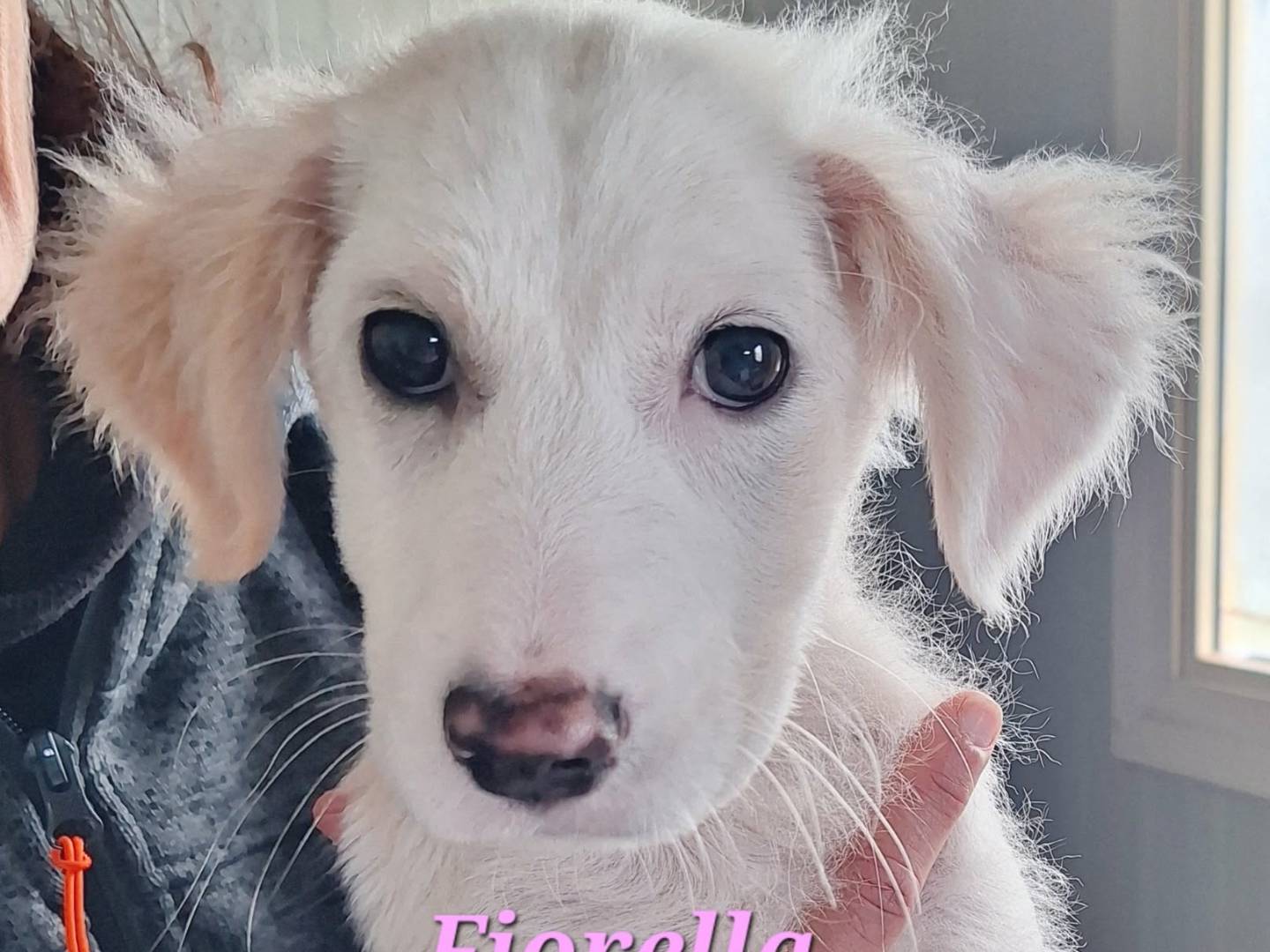 Adozione cane, femmina, Razza sconosciuta Razza sconosciuta, 3 mesi, taglia media, Bari