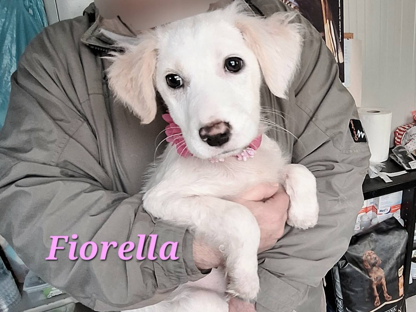 Adotta un cane, taglia media, femmina, Bari