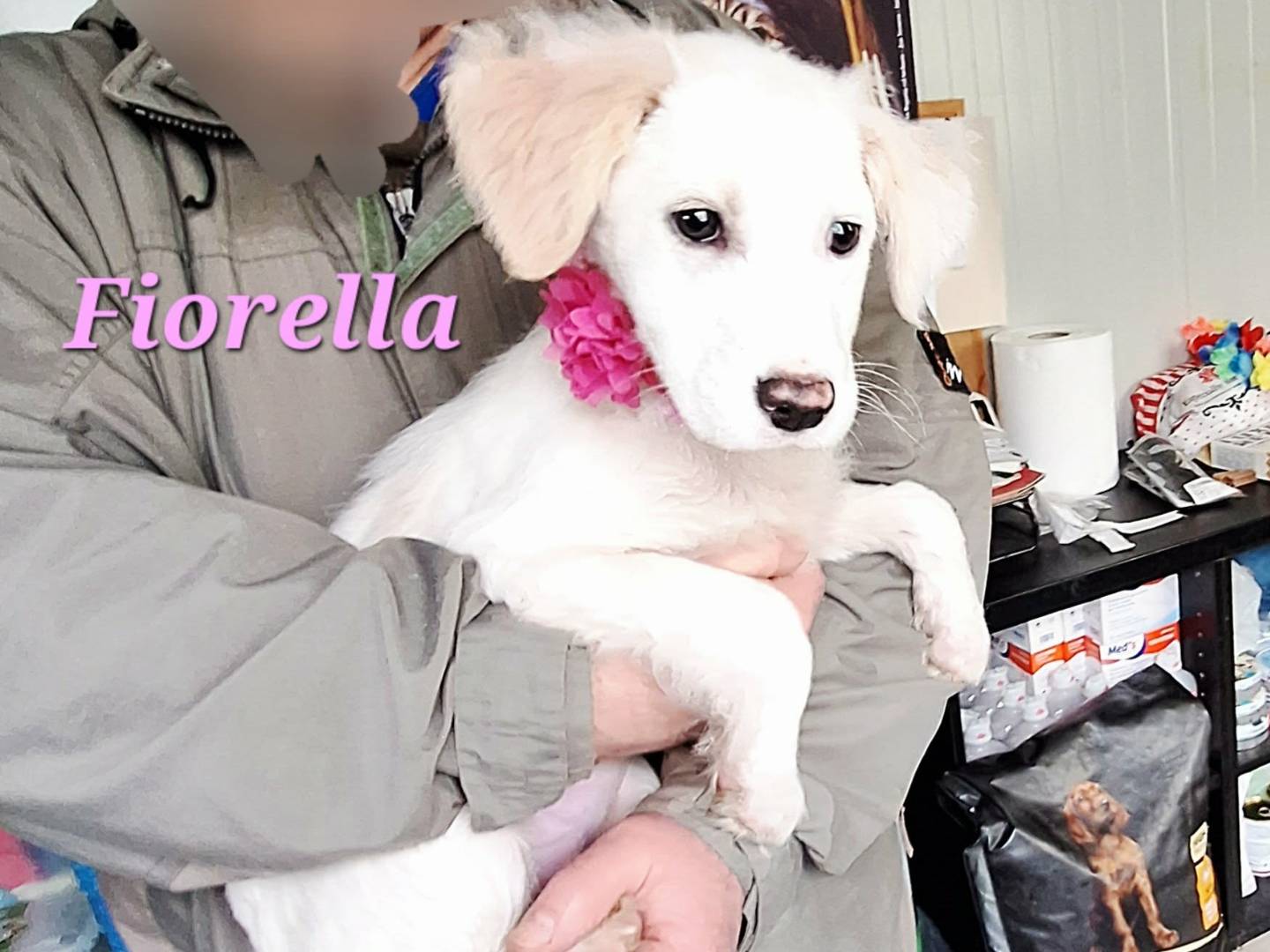 Vuoi adottare un cane a Bari?