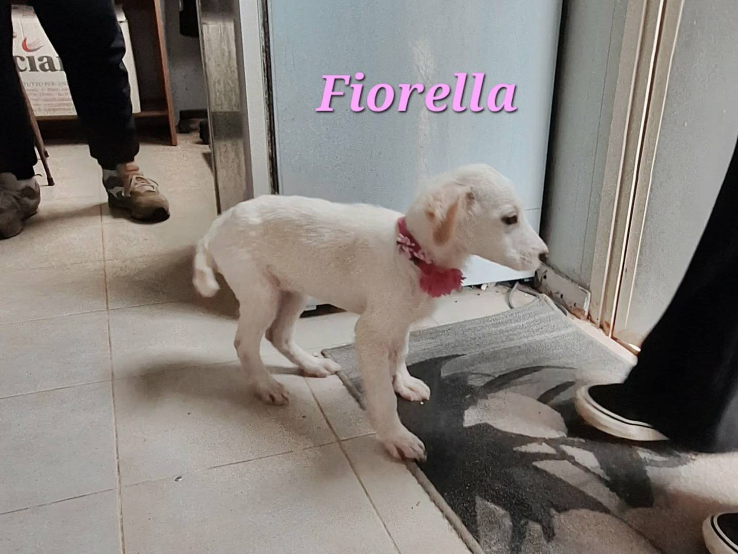 Adotta il cane Fiorella a Bari