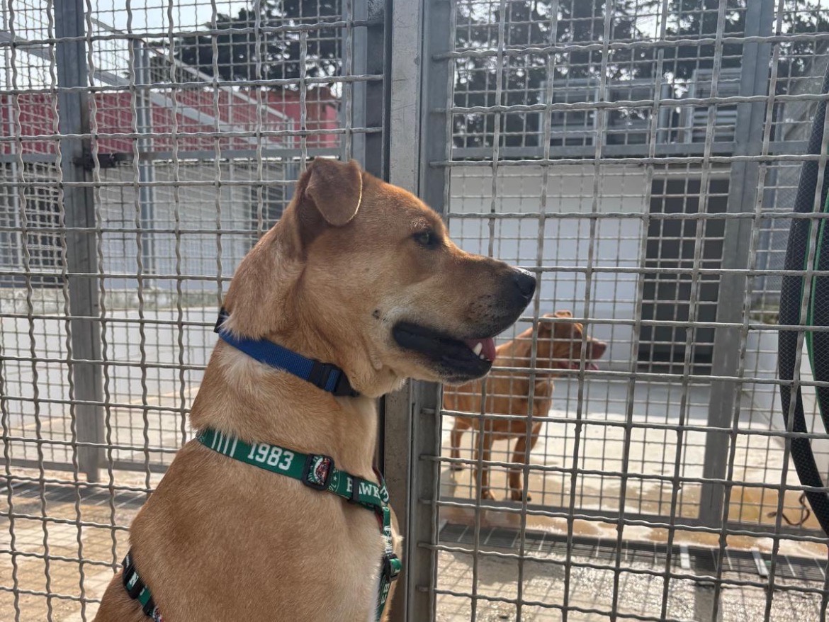 Adotta un cane, maschio, 3 anni, Caserta