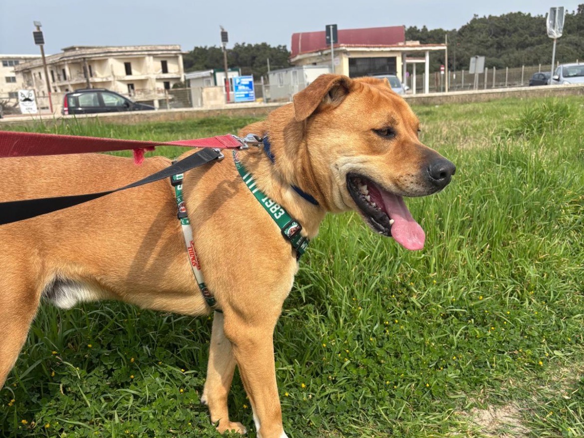 Adotta un cane, taglia media, maschio, Caserta