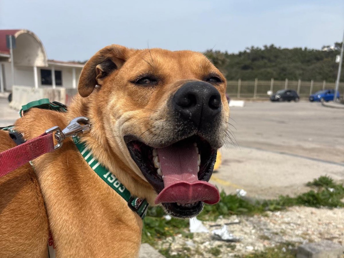 Vuoi adottare un cane a Caserta?