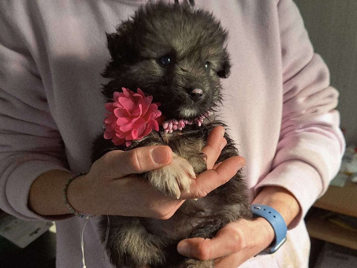 Adozione cane, femmina, Razza sconosciuta Razza sconosciuta, 2 mesi, taglia media contenuta, Roma