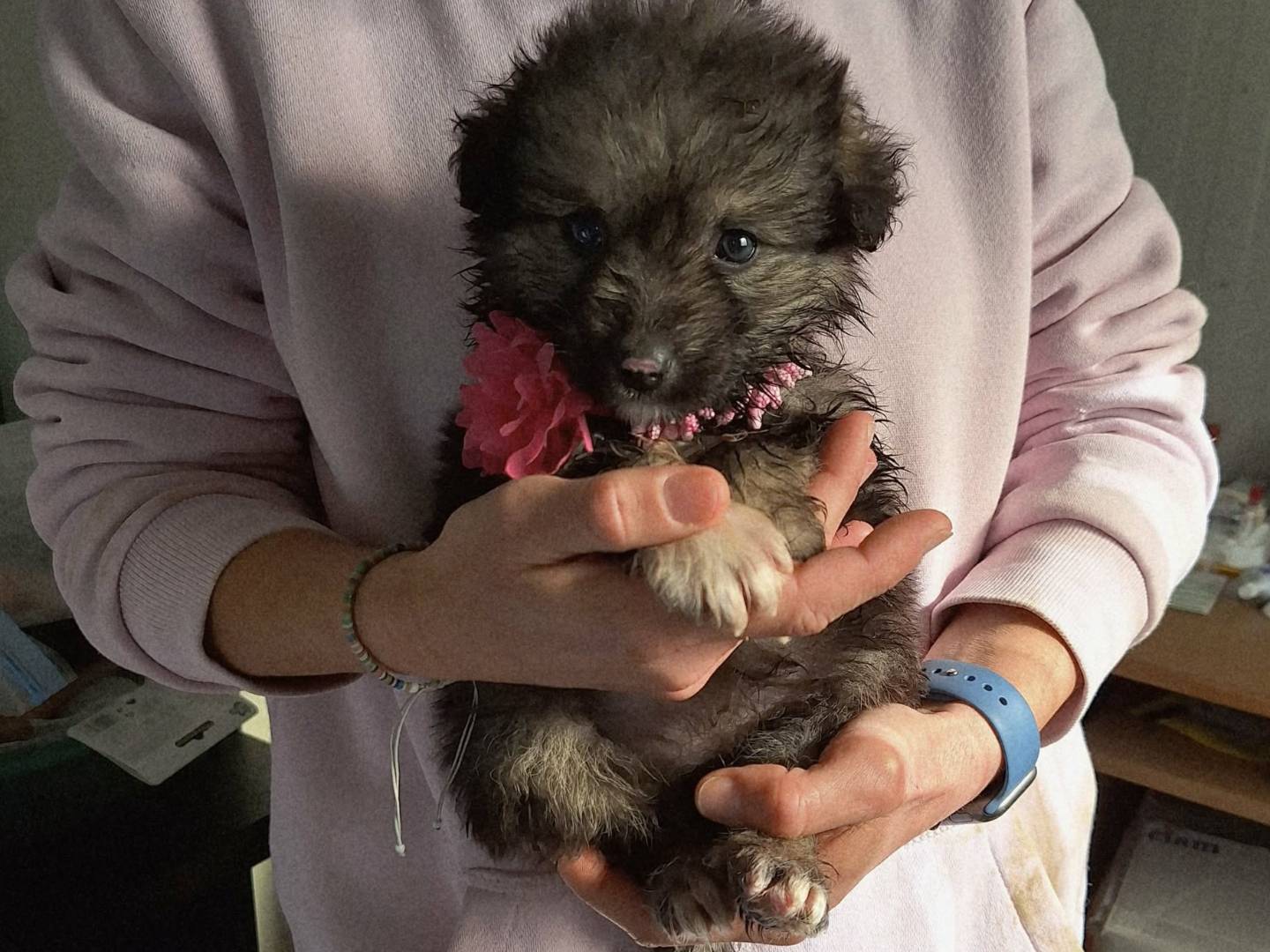 Adotta un cane, femmina, 2 mesi, Roma