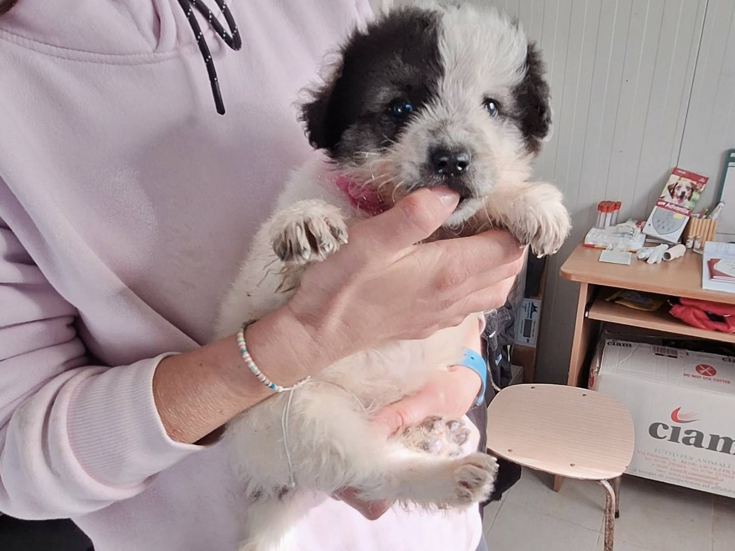 Adozione cane, femmina, Razza sconosciuta Razza sconosciuta, 2 mesi, taglia media contenuta, Roma