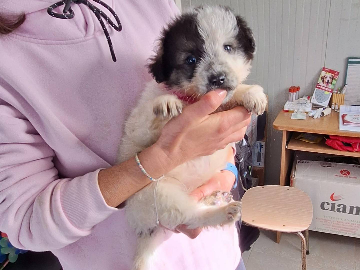 Adotta un cane, taglia media contenuta, femmina, Roma