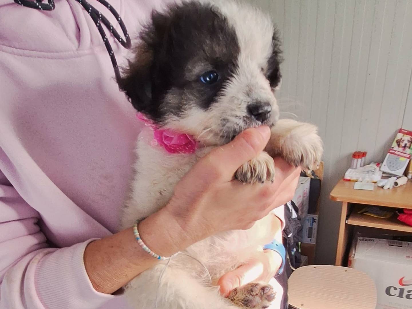 Vuoi adottare un cane a Roma?