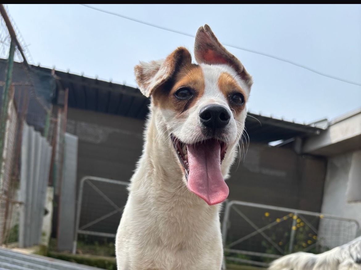 Adotta il cane MORENO a Caserta