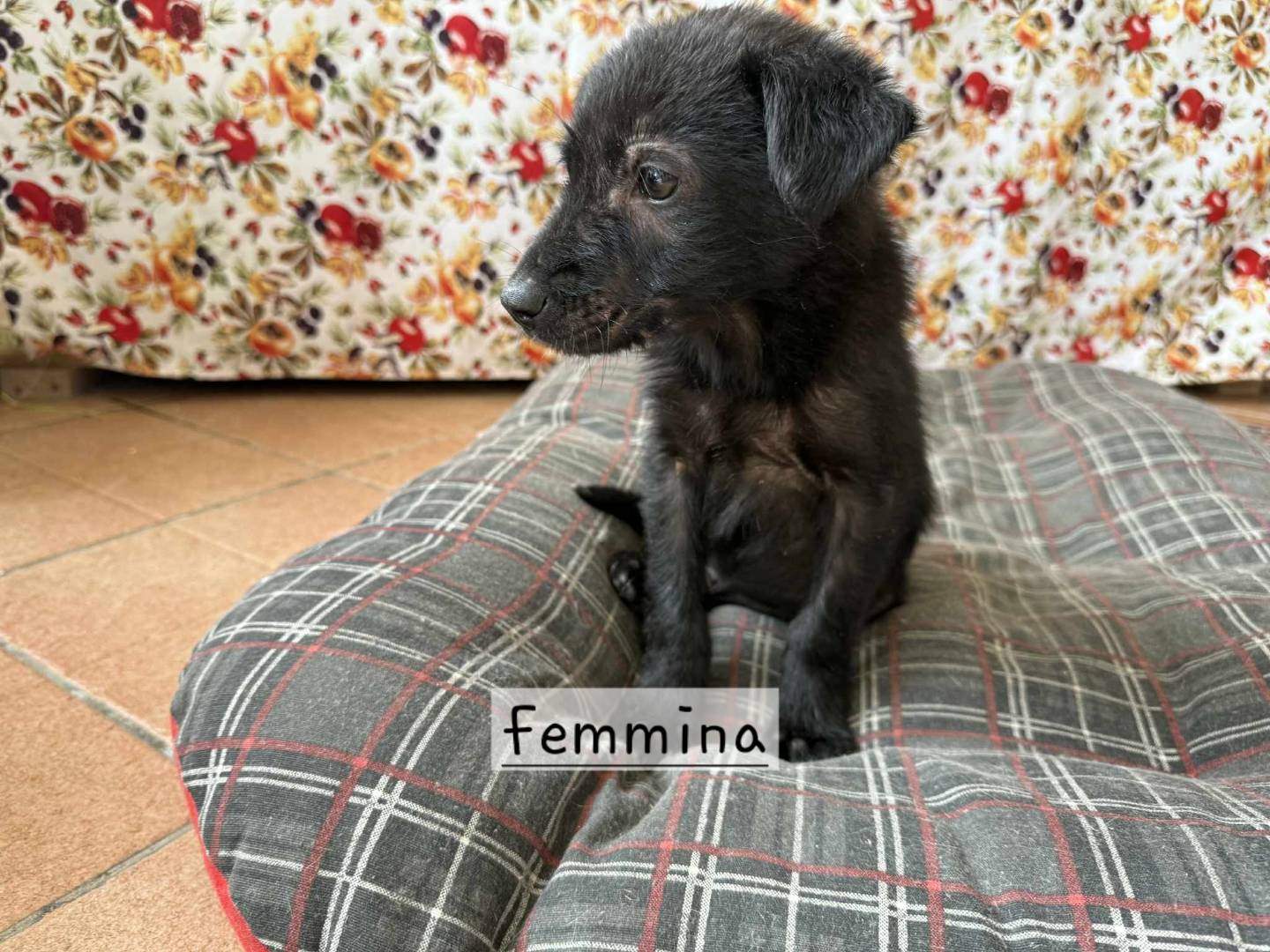 Adozione cane, femmina, Razza sconosciuta Razza sconosciuta, 3 mesi, taglia media, Latina