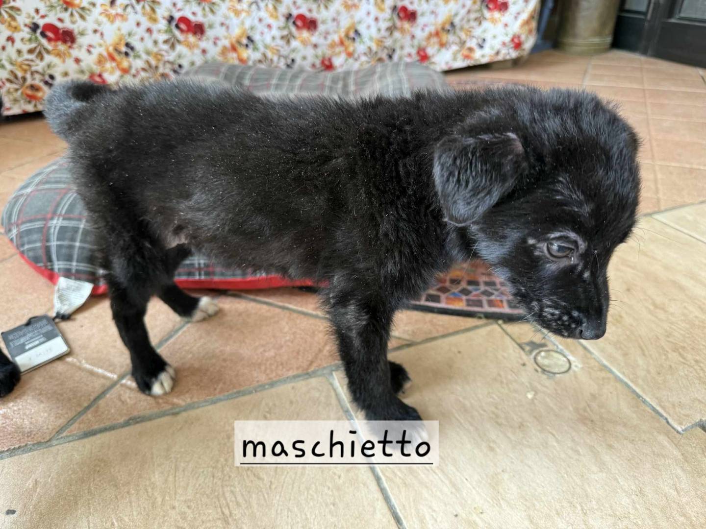 Adotta un cane, femmina, 3 mesi, Latina