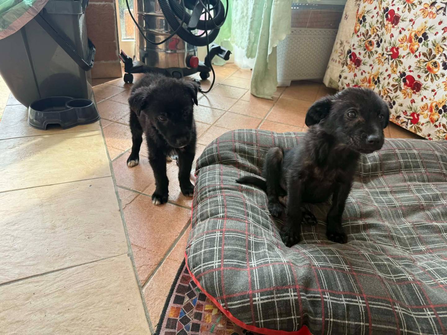 Adotta un cane, taglia media, femmina, Latina