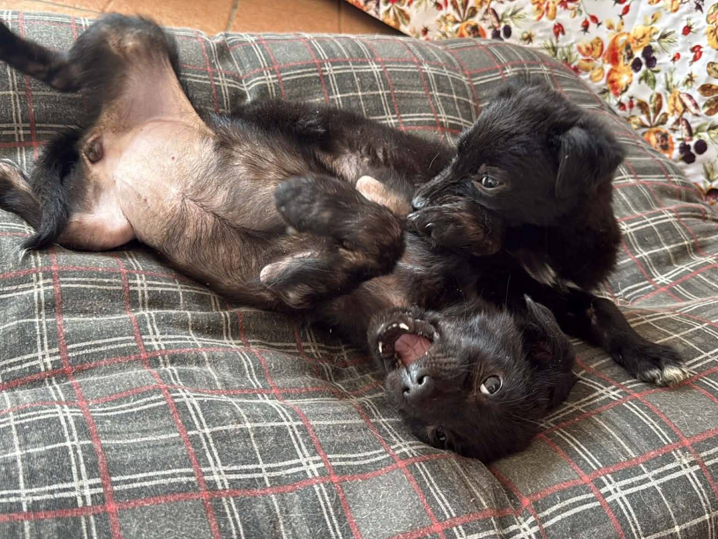 Vuoi adottare un cane a Latina?